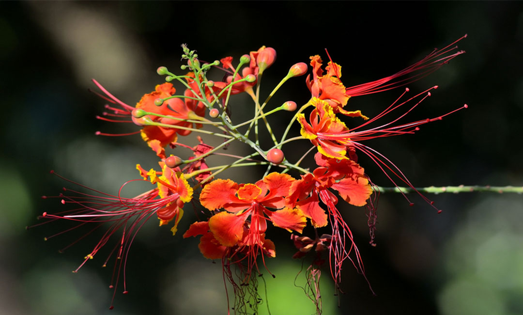 平谷花帮主百科词条创建案例